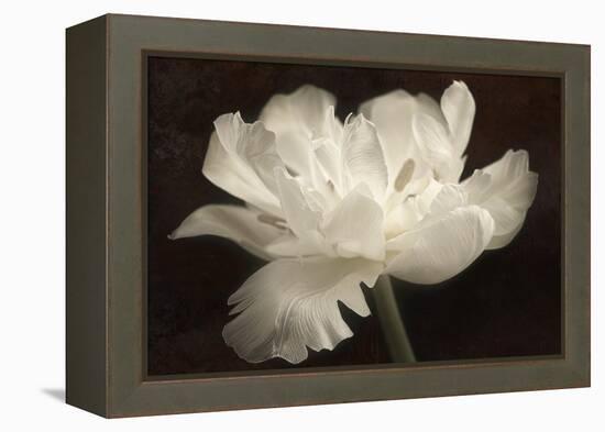 White Tulip II-Cora Niele-Framed Premier Image Canvas