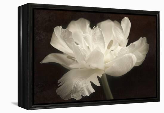 White Tulip II-Cora Niele-Framed Premier Image Canvas