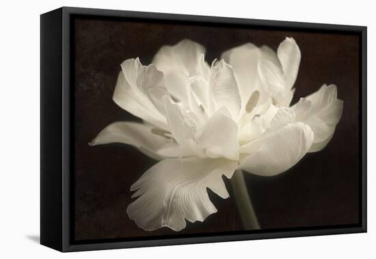 White Tulip II-Cora Niele-Framed Premier Image Canvas