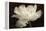 White Tulip II-Cora Niele-Framed Premier Image Canvas