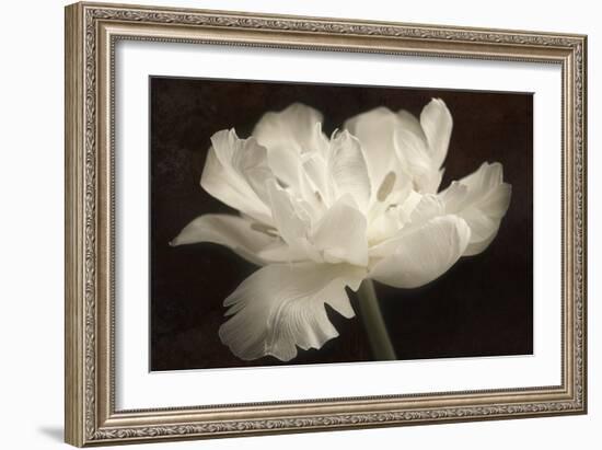 White Tulip II-Cora Niele-Framed Photographic Print