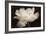 White Tulip II-Cora Niele-Framed Photographic Print