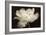 White Tulip II-Cora Niele-Framed Photographic Print