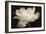 White Tulip II-Cora Niele-Framed Photographic Print