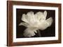 White Tulip II-Cora Niele-Framed Photographic Print