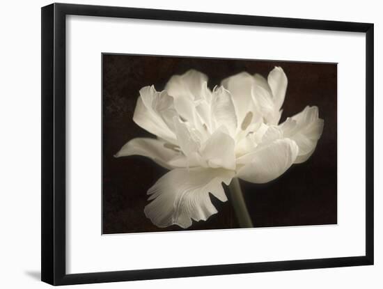 White Tulip II-Cora Niele-Framed Photographic Print