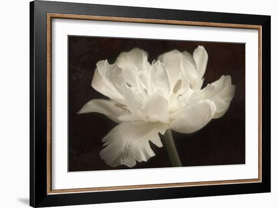 White Tulip II-Cora Niele-Framed Photographic Print