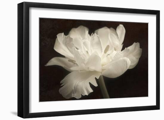 White Tulip II-Cora Niele-Framed Photographic Print