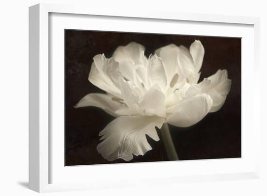 White Tulip II-Cora Niele-Framed Photographic Print