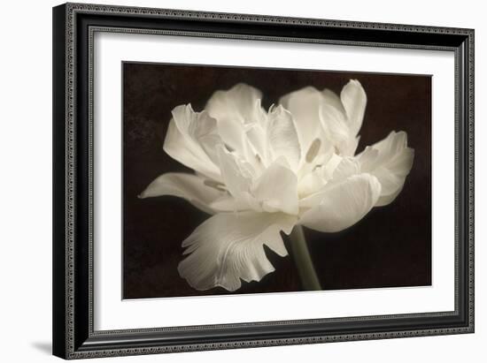 White Tulip II-Cora Niele-Framed Photographic Print