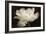 White Tulip II-Cora Niele-Framed Photographic Print