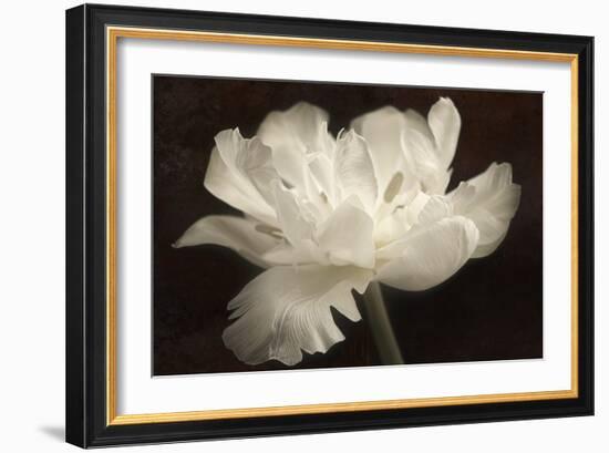 White Tulip II-Cora Niele-Framed Photographic Print