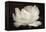 White Tulip III-Cora Niele-Framed Premier Image Canvas