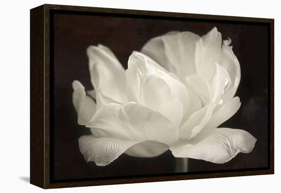 White Tulip III-Cora Niele-Framed Premier Image Canvas