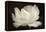 White Tulip III-Cora Niele-Framed Premier Image Canvas