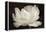 White Tulip III-Cora Niele-Framed Premier Image Canvas