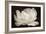 White Tulip III-Cora Niele-Framed Photographic Print