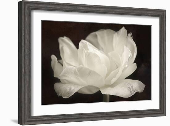 White Tulip III-Cora Niele-Framed Photographic Print