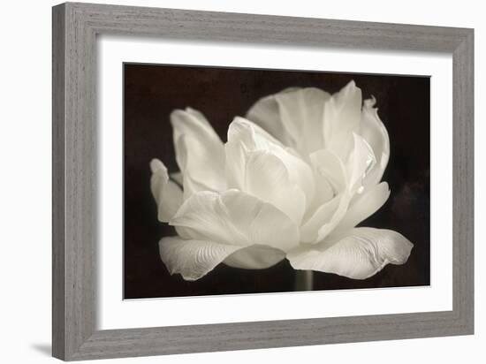 White Tulip III-Cora Niele-Framed Photographic Print