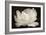 White Tulip III-Cora Niele-Framed Photographic Print