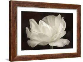 White Tulip III-Cora Niele-Framed Photographic Print