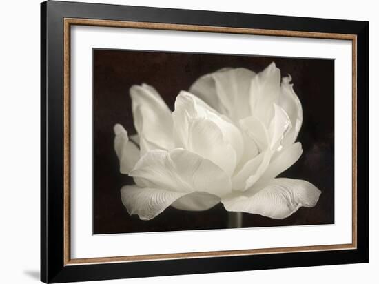 White Tulip III-Cora Niele-Framed Photographic Print