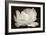 White Tulip III-Cora Niele-Framed Photographic Print