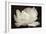 White Tulip III-Cora Niele-Framed Photographic Print