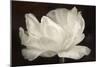 White Tulip III-Cora Niele-Mounted Photographic Print