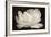 White Tulip III-Cora Niele-Framed Photographic Print