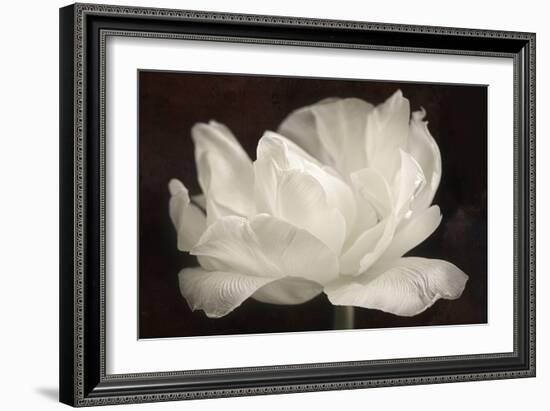 White Tulip III-Cora Niele-Framed Photographic Print