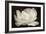 White Tulip III-Cora Niele-Framed Photographic Print