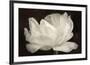 White Tulip III-Cora Niele-Framed Photographic Print