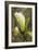 White Tulip Tree I-George Johnson-Framed Photo