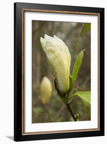 White Tulip Tree I-George Johnson-Framed Photo