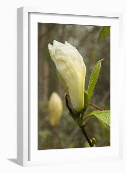 White Tulip Tree I-George Johnson-Framed Photo