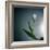 White Tulip-Paul Gadd-Framed Photographic Print