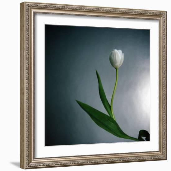 White Tulip-Paul Gadd-Framed Photographic Print