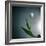 White Tulip-Paul Gadd-Framed Photographic Print