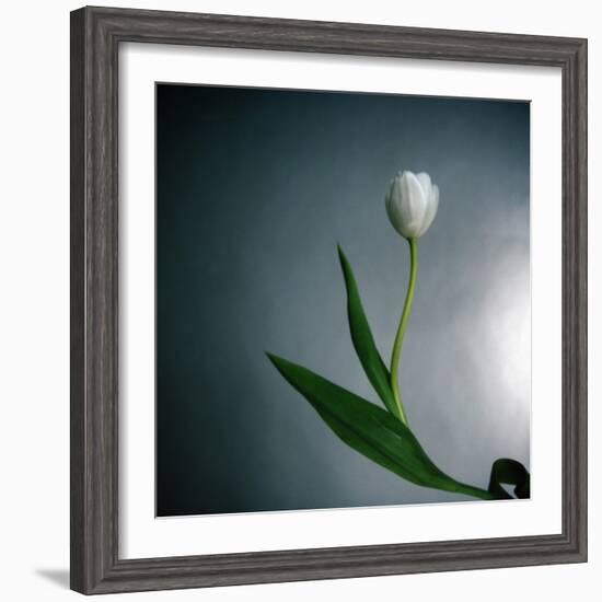 White Tulip-Paul Gadd-Framed Photographic Print