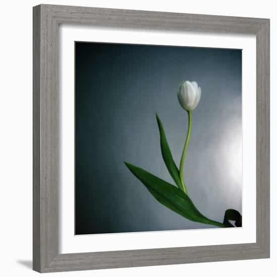 White Tulip-Paul Gadd-Framed Photographic Print