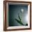 White Tulip-Paul Gadd-Framed Photographic Print