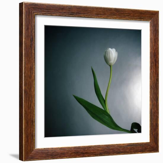 White Tulip-Paul Gadd-Framed Photographic Print