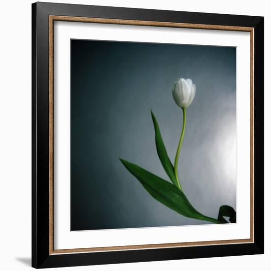 White Tulip-Paul Gadd-Framed Photographic Print