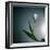 White Tulip-Paul Gadd-Framed Photographic Print