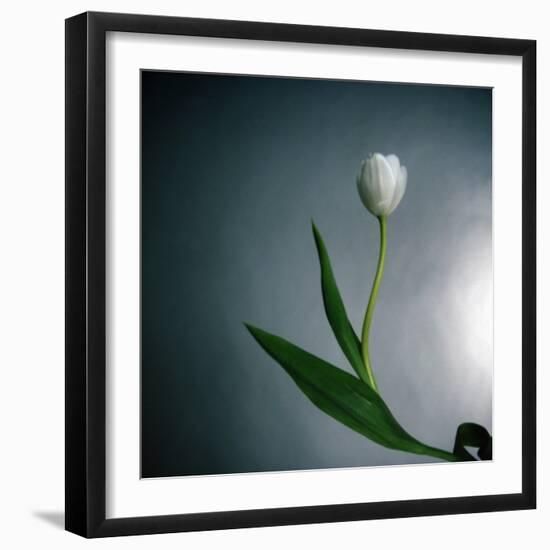 White Tulip-Paul Gadd-Framed Photographic Print