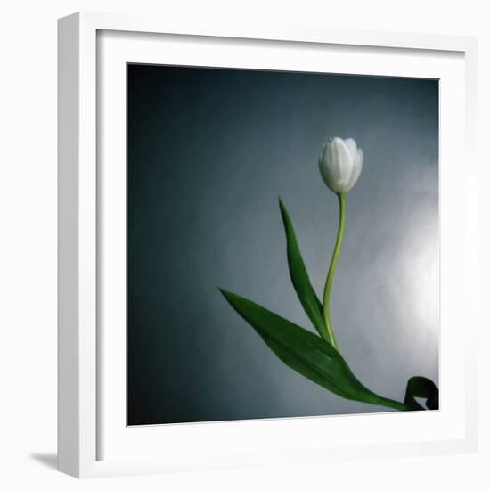 White Tulip-Paul Gadd-Framed Photographic Print