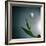 White Tulip-Paul Gadd-Framed Photographic Print