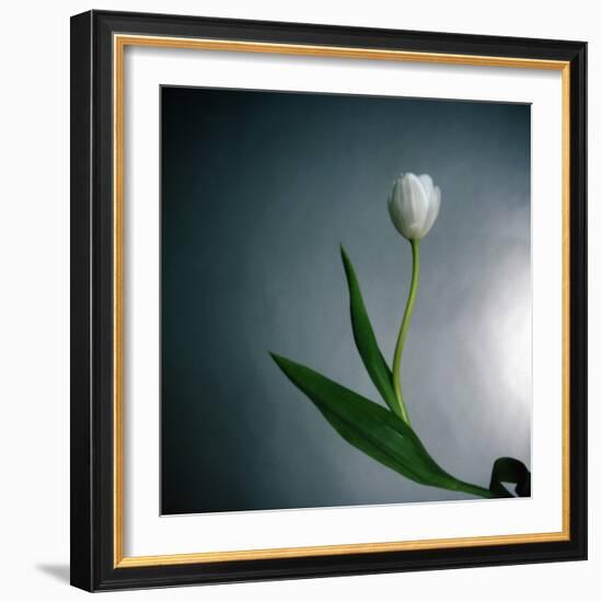 White Tulip-Paul Gadd-Framed Photographic Print