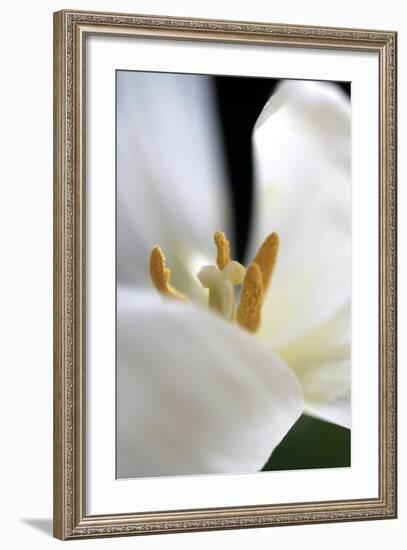 White Tulip-Tammy Putman-Framed Photographic Print